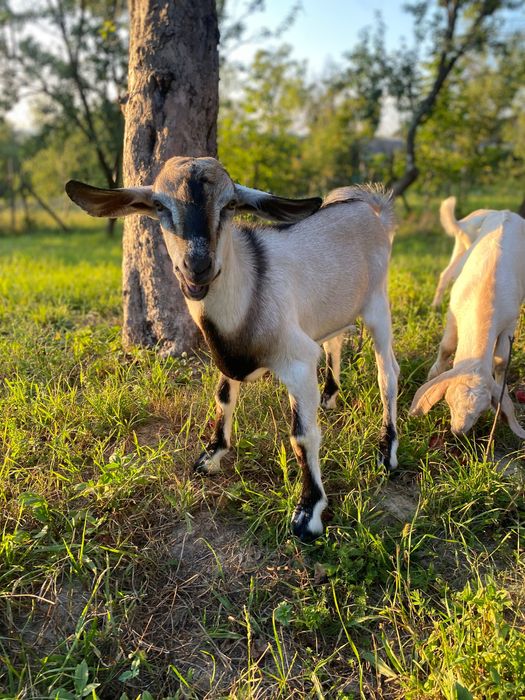 Продаються кози та козенята