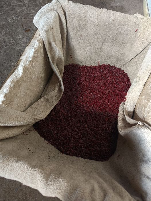 Продаж мотиля від 1 кг реально крупний