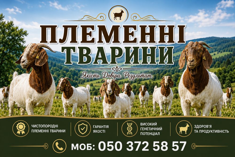 Бурські та Альпійські кози