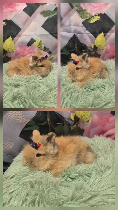 Karzełki Teddy Mini
