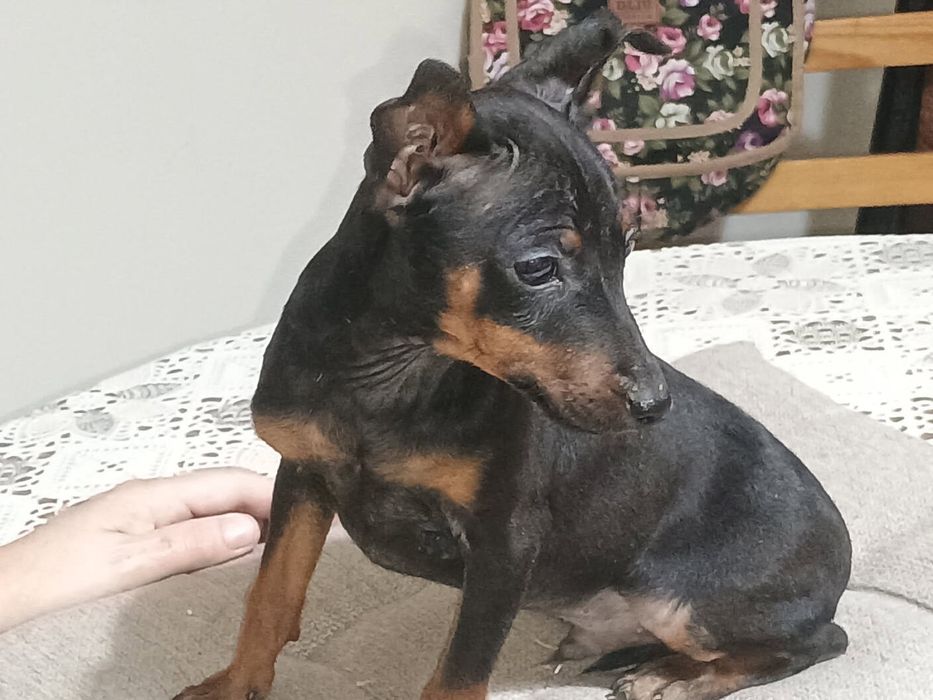 Sprzedam suczkę rasy pinczer miniaturowy