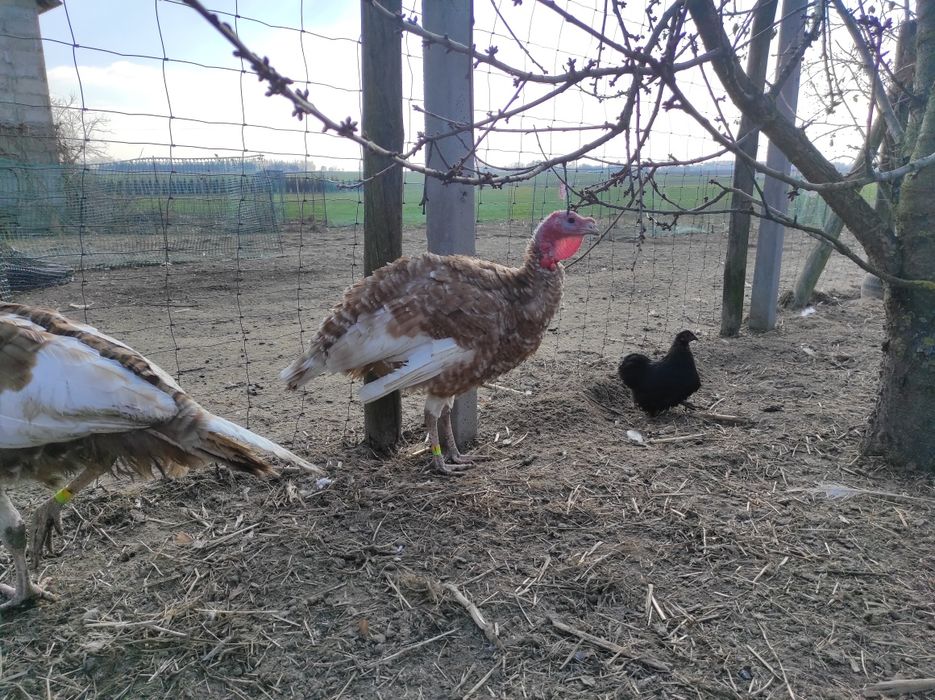 Indyki, indor, indyczka