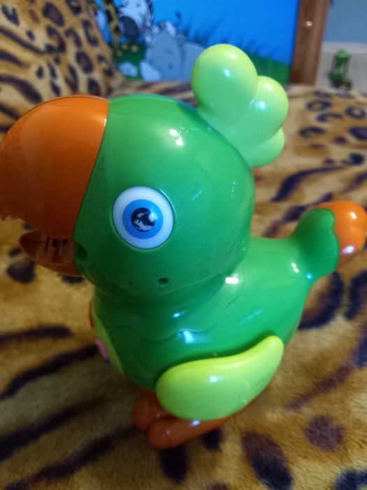 Papuga gaduła dla Malucha