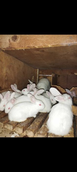Продам кітних самок б панон