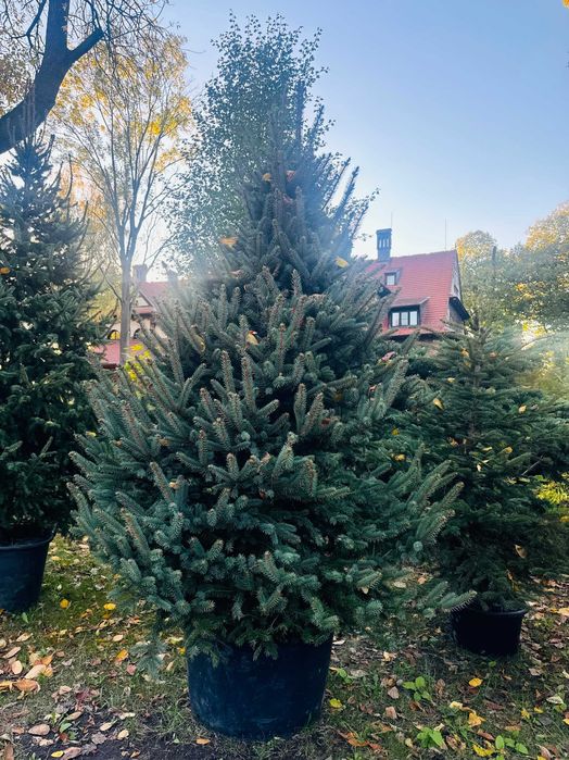 Świerk 3-5 m w donicy nasadzenia w miastach Sosnowiec