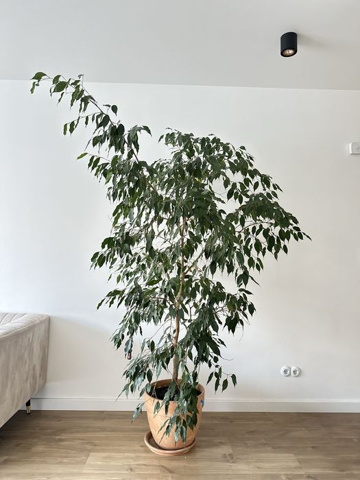 Drzewko duże / Fikus Benjamin