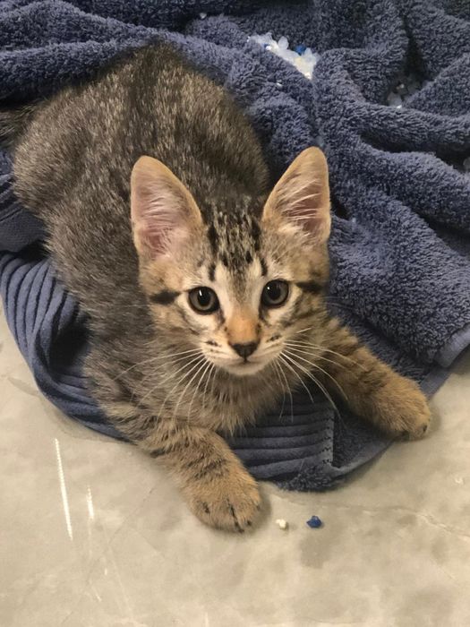 Gatinho 3meses muito meigo