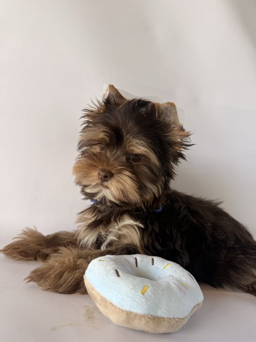 York, yorkshire terrier choco-tan Batman