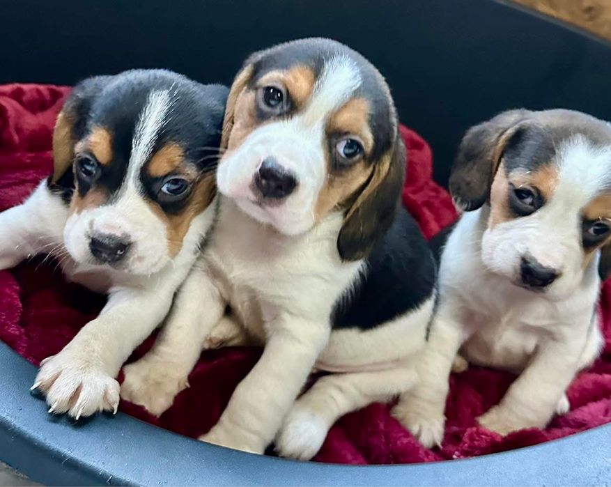 Beagle tricolor m f