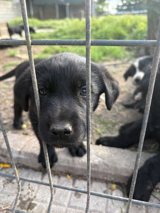 Dou cães bebés cruzados
