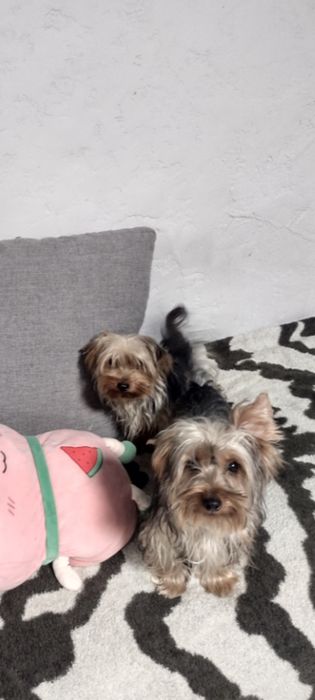 Братіки малий стандарт.