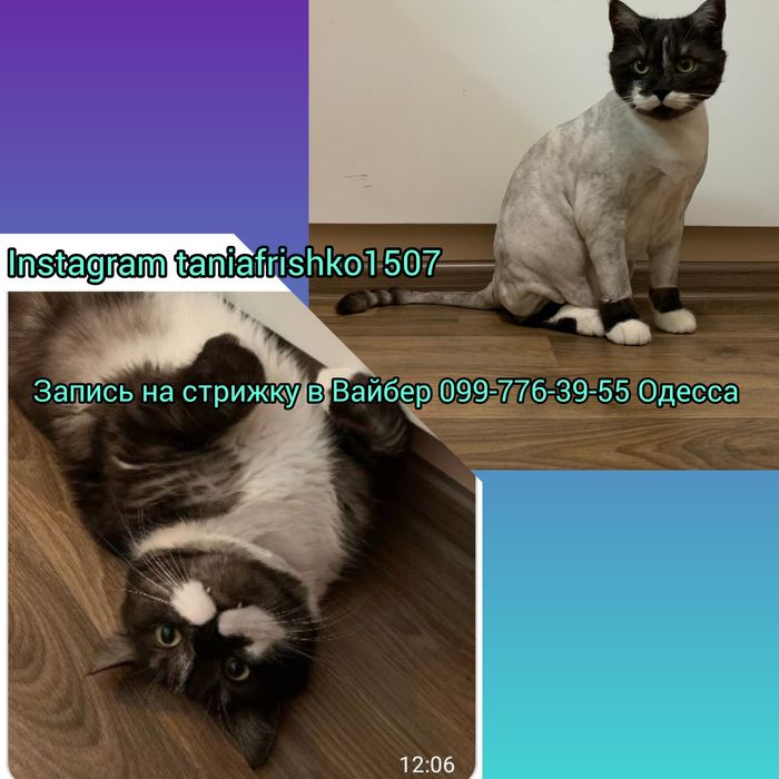 Стрижка Котов у Вас на дому 550 грн Груминг Вычес котов