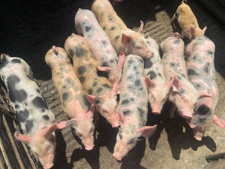 Продам поросята,ціна за штуку