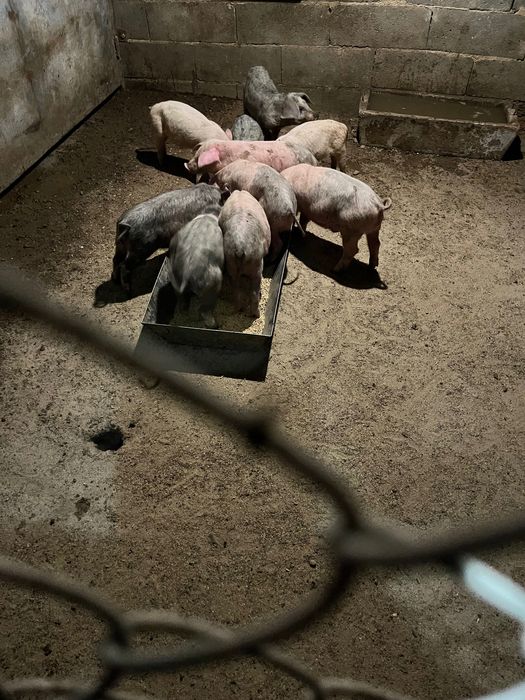 Vendo Leitoes prontos a assar ou para criar