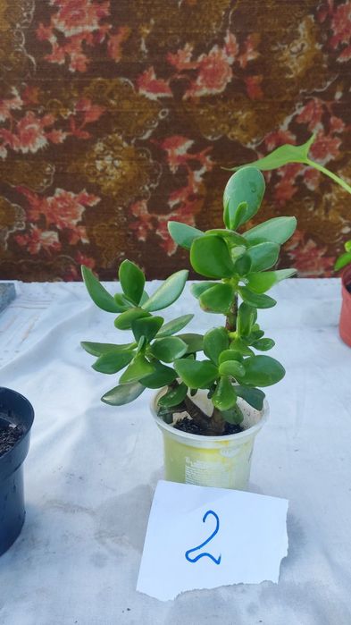 Продам грошове дерево