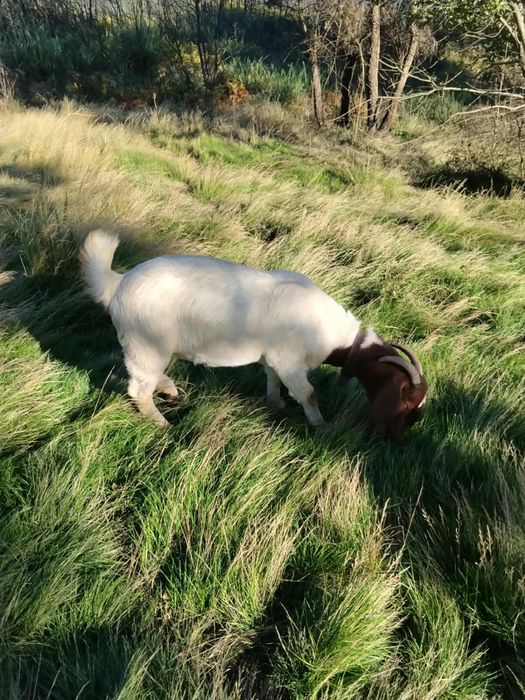 Cabras de varias idades e varias raças
