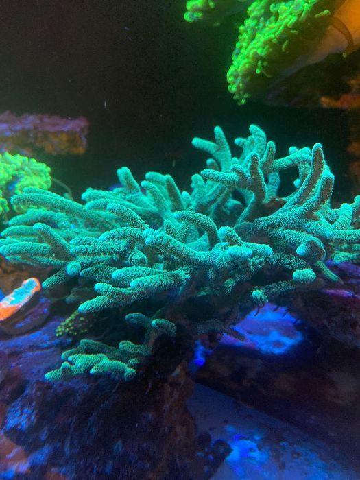 Vários corais. Euphilia, zoanthus, pavona, Seriatopora, e outros.