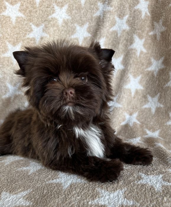 Cudna mini sunieczka york choco , czekoladowa