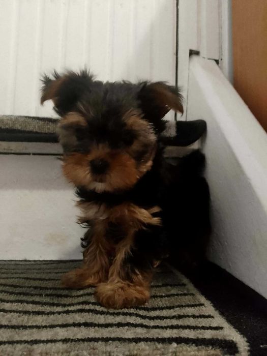 York shire szczenię