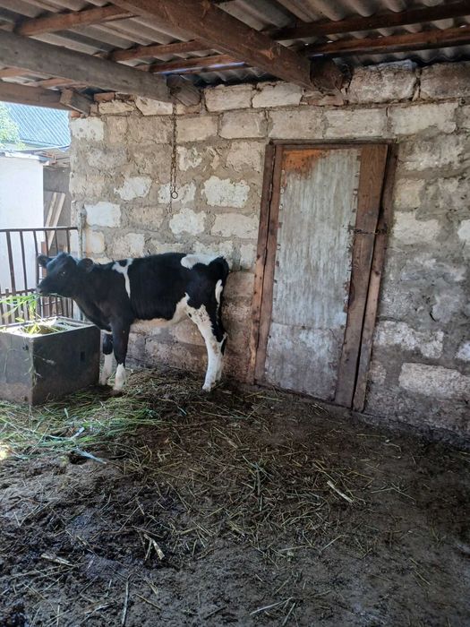 продам телицю  і дві телички