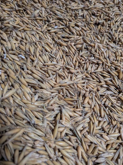 Owies workowany 2025