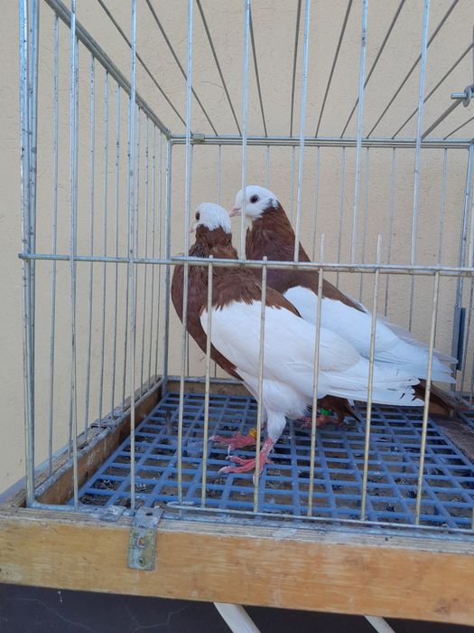 Gołębie siodłate.