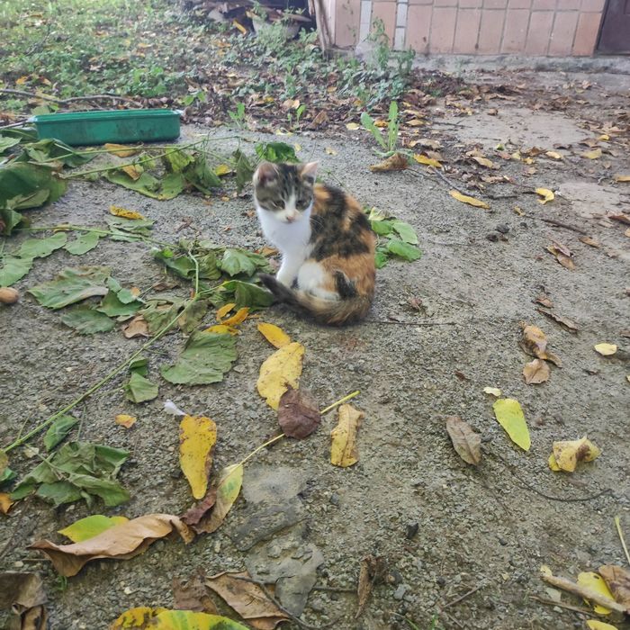 Кошеня в добрі руки