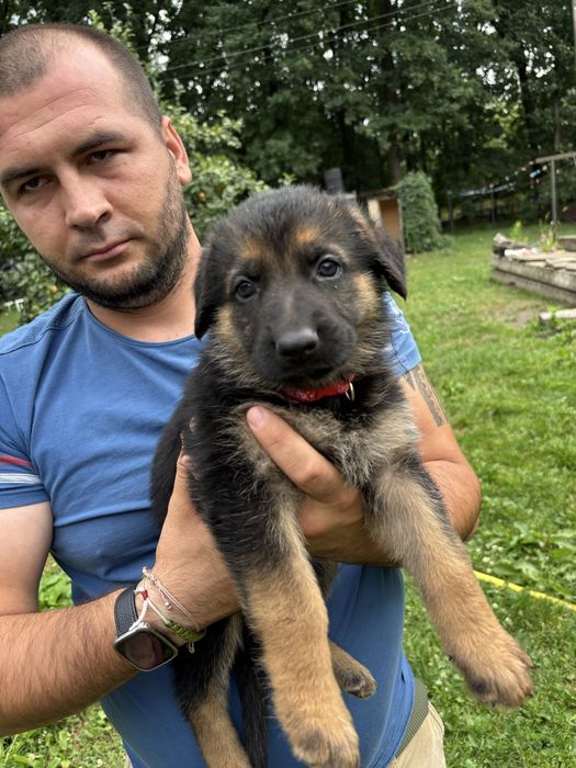 Німецька вівчарка