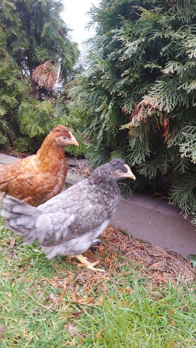 Green Shell Zielone Jajka Kury