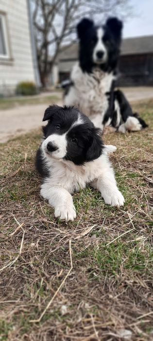Szczenię border collie, metryką, wyprawka