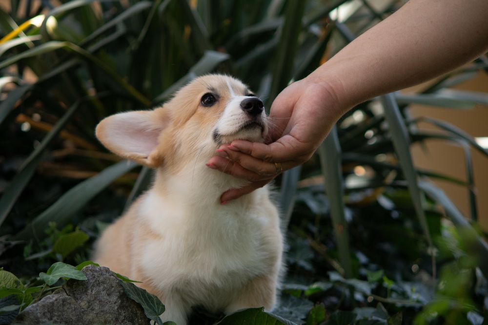 Дівчина коргі_Вишня дивовижна