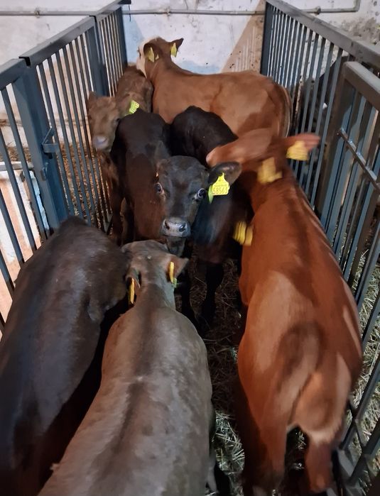 Byczki I jałówki Polskie mięsnych ras