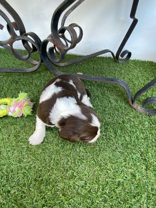 springer spaniel linha de trabalho