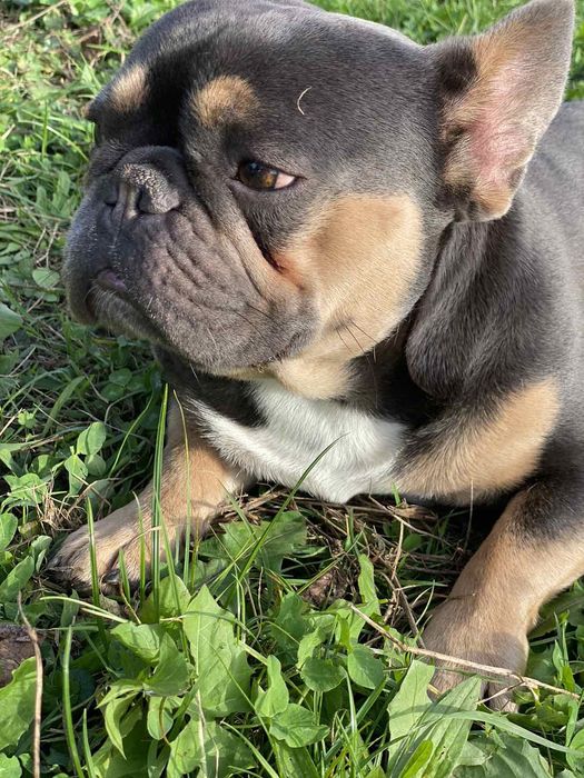 Французский бульдог в'язка. Ізабеллагенний