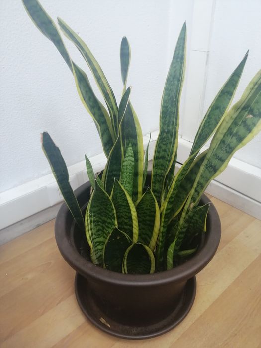 Espada de Santa Bárbara / Ogum / Iansã / desumidificador natural