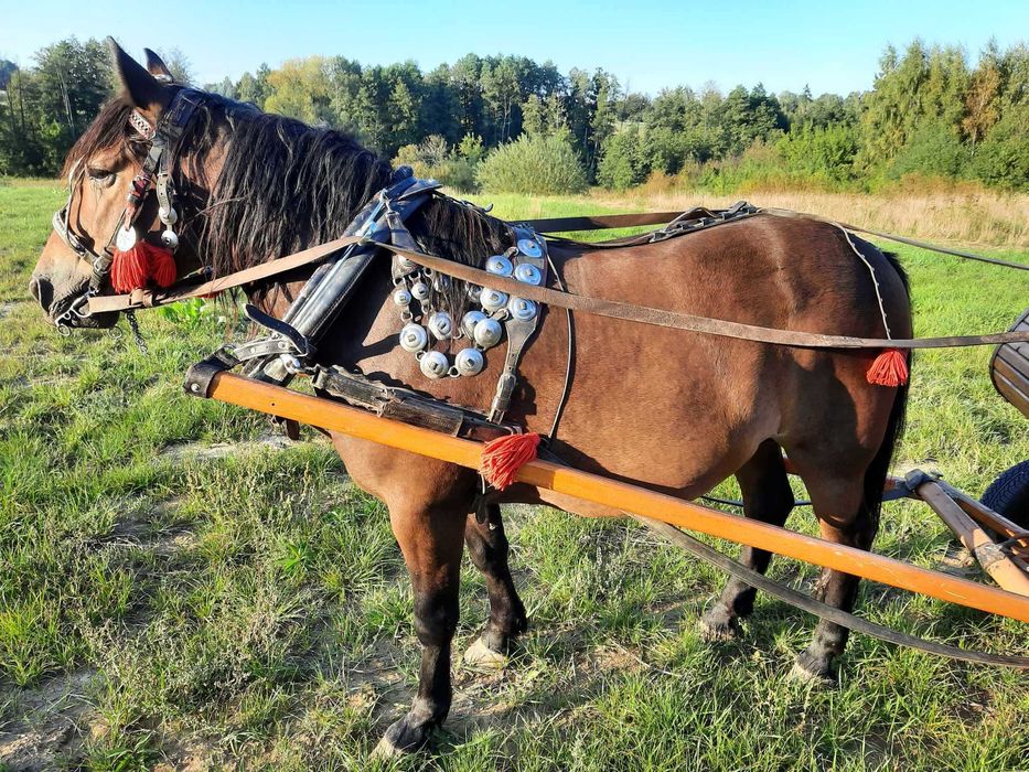 Koń pod zaprzęg- sprzedam wałacha