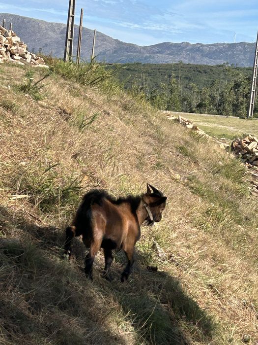 Cabrito anao completo