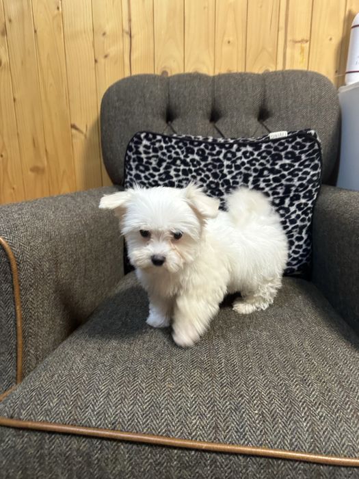 Maltanczyk biały piesek