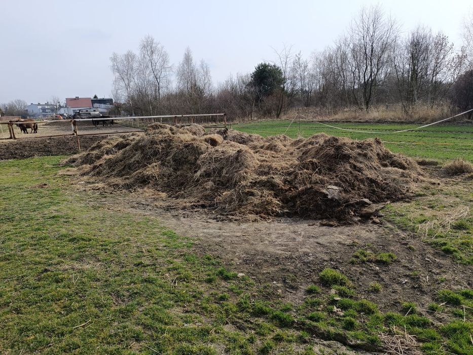 Obornik koński oddam