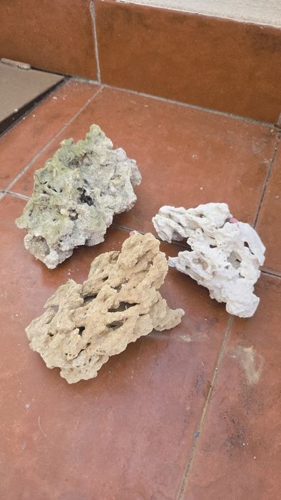 Pedras coralinas e coral morto