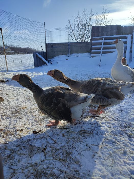 Продам гусей холмогорів та тульських горбоносих