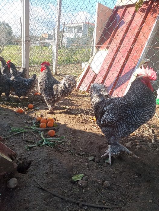 Pintos  pedrês portuguesa , malines, Marans,  rohde island red
