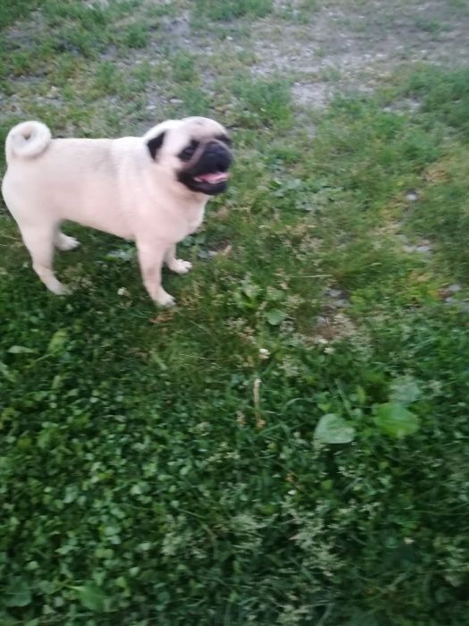 Мопс. Хлопчик. Світлого окрасу.