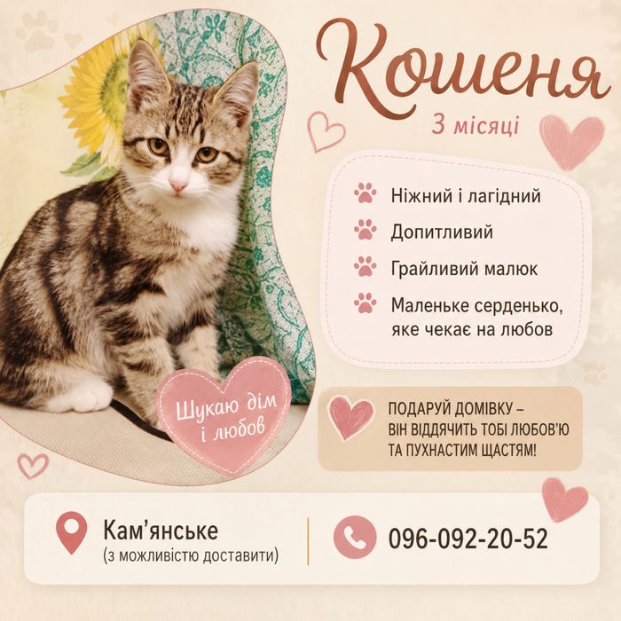 Кошеня, кіт, котенок