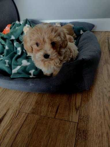 Maltipoo Miniaturka z rodowodem