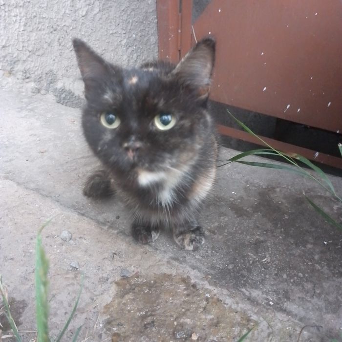 Гарна киця,шукає дім