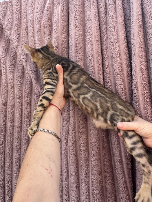 Бенгальские котята с документами