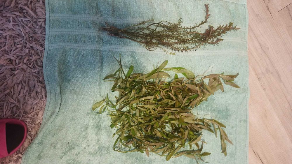 Hygrophilia i Moczarka roślinki akwariowe