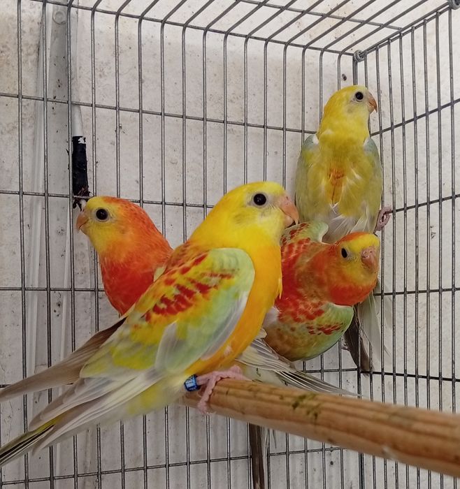 Aves red ranp muito bons