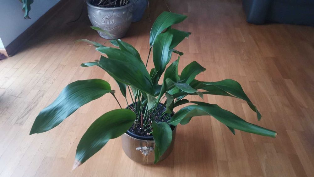 roślina kwiatek kwiat  żelazny liść Aspidistra wyniosła 65 cm